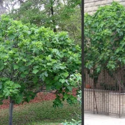 Brown Turkey Fig Tree - 5 Gallon Pot 16 Brown Turkey Fig Tree - 5 Gallon Pot -Green Garden Outdoor Shop Picture Fig Brown Turkey Trees