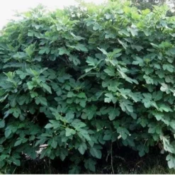 Celeste Fig Tree - 6 Pack Of 1 Gallon Pots 9 Celeste Fig Tree - 6 Pack Of 1 Gallon Pots -Green Garden Outdoor Shop Picture Fig Tree Celeste