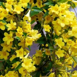 Carolina Yellow Jasmine (Jessamine) Gelsemium Sempervirens - 1 Gallon Pot -Green Garden Outdoor Shop Picture Jasmine Carolina 6