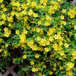 Carolina Yellow Jasmine (Jessamine) Gelsemium Sempervirens - 1 Gallon Pot -Green Garden Outdoor Shop Picture Jasmine Carolina 7