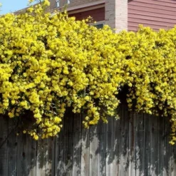 Carolina Yellow Jasmine (Jessamine) Gelsemium Sempervirens - 1 Gallon Pot -Green Garden Outdoor Shop Picture Jasmine Carolina On Fence