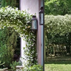 Madison Confederate Jasmine - 2 Gallon Pot -Green Garden Outdoor Shop Picture Jasmine Madison 3