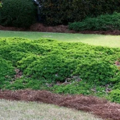 Green Mound Juniper - 1 Gallon Pot 10 Green Mound Juniper - 1 Gallon Pot -Green Garden Outdoor Shop Picture Juniper Green Mound 3 2