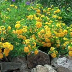 New Gold Hardy Lantana - 1 Gallon Pot -Green Garden Outdoor Shop Picture Lantana Trailing New Gold 2