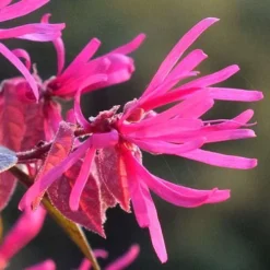 Purple Pixie Loropetalum - 6 Pack Of 1 Gallon Pots -Green Garden Outdoor Shop Picture Loropetalum Purple Pixie Flower 1