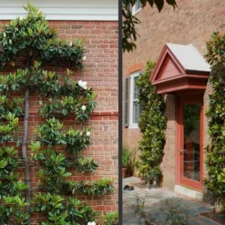 Little Gem Dwarf Southern Magnolia - 7 Gallon Pot (5-6') -Green Garden Outdoor Shop Picture Magnolia Little Gem Espalier 2