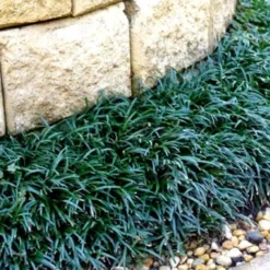 Dwarf Mondo Grass - 72 Pack Of 3.5" Pint Pots -Green Garden Outdoor Shop Picture Mondo Grass Dwarf 4