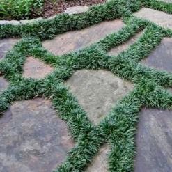 Dwarf Mondo Grass - 72 Pack Of 3.5" Pint Pots -Green Garden Outdoor Shop Picture Mondo Grass Dwarf 6