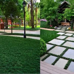 Dwarf Mondo Grass - 72 Pack Of 3.5" Pint Pots -Green Garden Outdoor Shop Picture Mondo Grass Dwarf 7