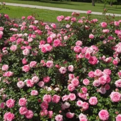 Sweet Drift Groundcover Rose - 3 Gallon Pot 10 Sweet Drift Groundcover Rose - 3 Gallon Pot -Green Garden Outdoor Shop Picture Rose Drift Sweet 1