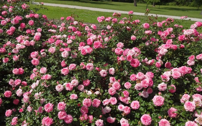 Sweet Drift Groundcover Rose - 3 Gallon Pot 5 Sweet Drift Groundcover Rose - 3 Gallon Pot - Image 5