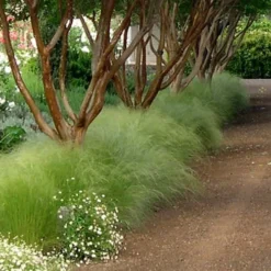 Pony Tails Mexican Feather Grass - Stipa Tennuissima - 6 Pack Of 1 Gallon Pots 17 Pony Tails Mexican Feather Grass - Stipa Tennuissima - 6 Pack Of 1 Gallon Pots -Green Garden Outdoor Shop Picture Stipa Tenuissima 10