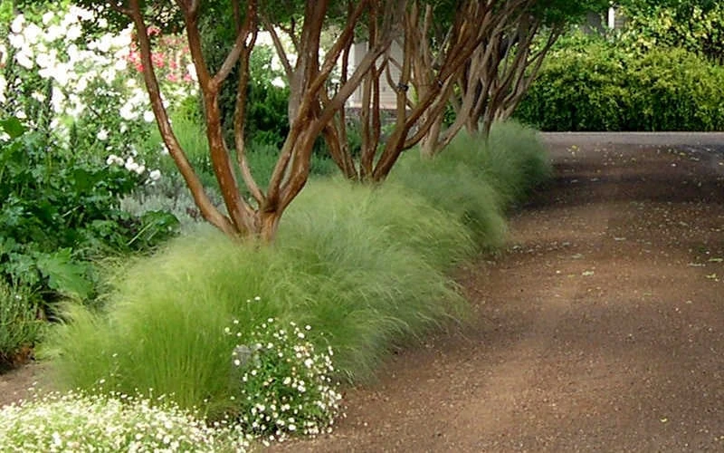 Pony Tails Mexican Feather Grass - Stipa Tennuissima - 6 Pack Of 1 Gallon Pots 7 Pony Tails Mexican Feather Grass - Stipa Tennuissima - 6 Pack Of 1 Gallon Pots - Image 7