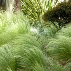 Pony Tails Mexican Feather Grass - Stipa Tennuissima - 6 Pack Of 1 Gallon Pots 15 Pony Tails Mexican Feather Grass - Stipa Tennuissima - 6 Pack Of 1 Gallon Pots -Green Garden Outdoor Shop Picture Stipa Tenuissima 7