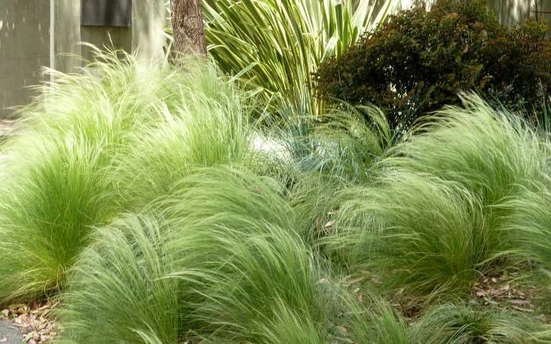 Pony Tails Mexican Feather Grass - Stipa Tennuissima - 6 Pack Of 1 Gallon Pots 5 Pony Tails Mexican Feather Grass - Stipa Tennuissima - 6 Pack Of 1 Gallon Pots - Image 5
