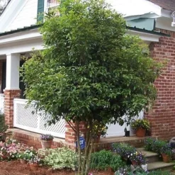 Fragrant White Tea Olive - 5 Pack Of Quart Pots -Green Garden Outdoor Shop Picture Tea Olive Tree