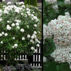 Fragrant Snowball Viburnum Carlecephalum - 3 Gallon Pot -Green Garden Outdoor Shop Picture Viburnum Fragrant Snowball 4