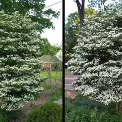 Summer Snowflake Viburnum - 6 Pack Of 1 Gallon Pots 11 Summer Snowflake Viburnum - 6 Pack Of 1 Gallon Pots -Green Garden Outdoor Shop Picture Viburnum Summer Snowflake 2