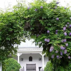 Amethyst Falls Wisteria Vine - 5 Gallon Pot -Green Garden Outdoor Shop Picture Wisteria Amethyst Falls 1