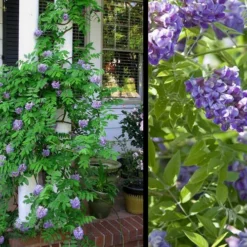 Amethyst Falls Wisteria Vine - 5 Gallon Pot -Green Garden Outdoor Shop Picture Wisteria Amethyst Falls 2