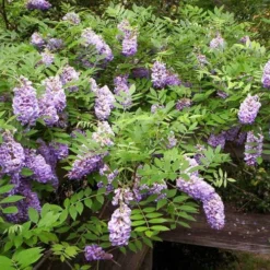 Amethyst Falls Wisteria Vine - 5 Gallon Pot -Green Garden Outdoor Shop Picture Wisteria Amethyst Falls 5