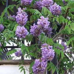 Amethyst Falls Wisteria Vine - 5 Gallon Pot -Green Garden Outdoor Shop Picture Wisteria Amethyst Falls Vine 1