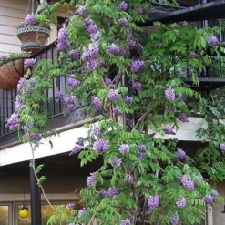 Amethyst Falls Wisteria Vine - 5 Gallon Pot -Green Garden Outdoor Shop Picture Wisteria Amethyst Falls Vine