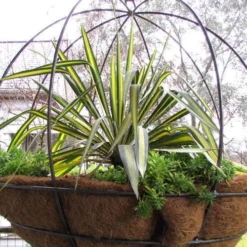 Color Guard Yucca - 1 Gallon Pot -Green Garden Outdoor Shop Picture Yucca Color Guard Basket 1 2