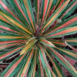 Color Guard Yucca - 1 Gallon Pot -Green Garden Outdoor Shop Picture Yucca Color Guard Fall Color 2