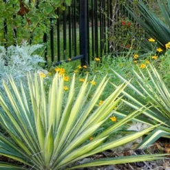 Color Guard Yucca - 1 Gallon Pot -Green Garden Outdoor Shop Picture Yucca Color Guard Landscape 2