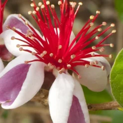 Pineapple Guava - Feijoa Sellowiana - 3 Gallon Pot 12 Pineapple Guava - Feijoa Sellowiana - 3 Gallon Pot -Green Garden Outdoor Shop Pineapple Guava 20 500x750 2