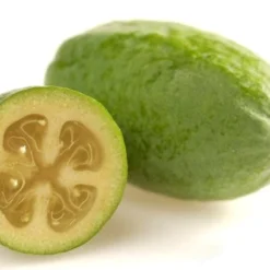 Pineapple Guava -Feijoa Sellowiana - 7 Gallon Pot -Green Garden Outdoor Shop Pineapple Guava Fruit