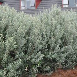 Pineapple Guava - Feijoa Sellowiana - 3 Gallon Pot 15 Pineapple Guava - Feijoa Sellowiana - 3 Gallon Pot -Green Garden Outdoor Shop Pineapple Guava Hedge 1