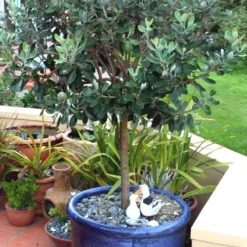 Pineapple Guava -Feijoa Sellowiana - 7 Gallon Pot -Green Garden Outdoor Shop Pineapple Guava In Pot 500x750 1