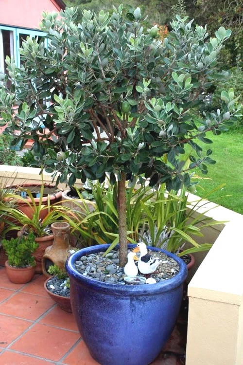 Pineapple Guava - Feijoa Sellowiana - 3 Gallon Pot 6 Pineapple Guava - Feijoa Sellowiana - 3 Gallon Pot - Image 6