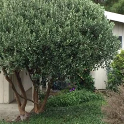 Pineapple Guava -Feijoa Sellowiana - 7 Gallon Pot -Green Garden Outdoor Shop Pineapple Guava Tree 21