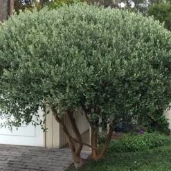 Pineapple Guava -Feijoa Sellowiana - 7 Gallon Pot -Green Garden Outdoor Shop Pineapple Guava Tree 22