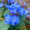 Hardy Blue Plumbago (Ceratostigma Plumbaginoides) - 10 Pack Of Quart Pots
