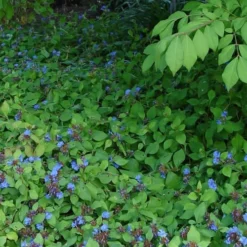Hardy Blue Plumbago - Ceratostigma Plumbaginoides - 10 Pack Of Pint Pots -Green Garden Outdoor Shop Plumbago hardy 2