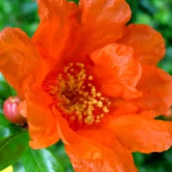 Russian 26 Cold Hardy Pomegranate - 3 Gallon Pot -Green Garden Outdoor Shop Pomegranate Russian 26 11