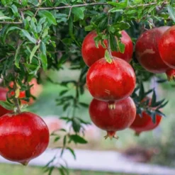 Russian 26 Cold Hardy Pomegranate - 3 Gallon Pot -Green Garden Outdoor Shop Pomegranate Russian 26 12