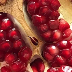 Salavatski Cold Hardy Russian Pomegranate - 1 Gallon Pot -Green Garden Outdoor Shop Pomegranate Salavatski 2