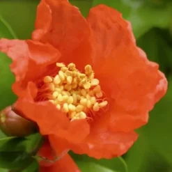 Salavatski Cold Hardy Russian Pomegranate - 1 Gallon Pot -Green Garden Outdoor Shop Pomegranate Salavatski 3