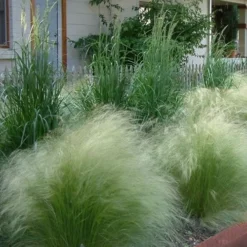 Pony Tails Mexican Feather Grass - Stipa Tennuissima - 6 Pack Of 1 Gallon Pots 20 Pony Tails Mexican Feather Grass - Stipa Tennuissima - 6 Pack Of 1 Gallon Pots -Green Garden Outdoor Shop Ponytails Grass Mexican Feather Rev 500x750 1