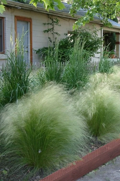 Pony Tails Mexican Feather Grass - Stipa Tennuissima - 6 Pack Of 1 Gallon Pots 10 Pony Tails Mexican Feather Grass - Stipa Tennuissima - 6 Pack Of 1 Gallon Pots - Image 10