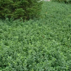 Purple Wintercreeper - Euonymus Fortunei Coloratus - 18 Count Flat Of Pint Pots -Green Garden Outdoor Shop Purple Wintercreeper 5 1