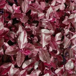 Purple Wintercreeper - Euonymus Fortunei Coloratus - 18 Count Flat Of Pint Pots -Green Garden Outdoor Shop Purple Wintercreeper 7 1