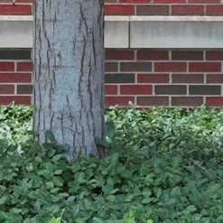 Purple Wintercreeper - Euonymus Fortunei Coloratus - 10 Pack Of Pint Pots -Green Garden Outdoor Shop Purple Wintercreeper 8