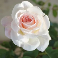 Brindabella Touch Of Pink Shrub Rose - 3 Gallon Pot -Green Garden Outdoor Shop Rose Brindabella Touch of Pink 1