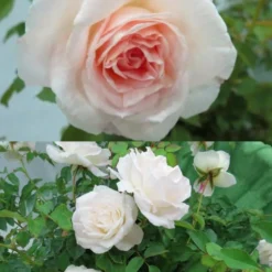 Brindabella Touch Of Pink Shrub Rose - 3 Gallon Pot -Green Garden Outdoor Shop Rose Brindabella Touch of Pink 3